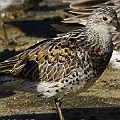 Great Knot Adult Summer to Winter<br />Canon EOS 7D + EF400 F5.6L